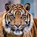 slides/IMG_8233.jpg wildlife, feline, big cat, cat, predator, fur, marking, stripe, sumatran, tiger, eye WBCW105 - Sumatran Tiger